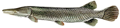 Alligator Gar