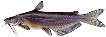 Blue Catfish