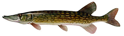 Chain Pickerel
