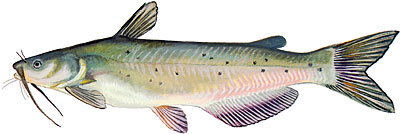 Channel Catfish
