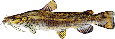 Flathead Catfish