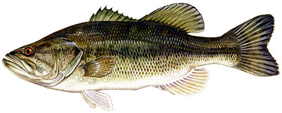 Largemouth bass