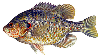 Redear Sunfish