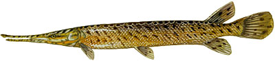 Spotted Gar--No Illustration Available