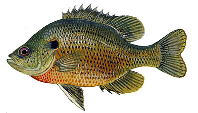 Spotted Sunfish