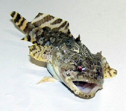 Gulf toadfish - Opsanus beta
