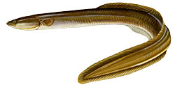 American Eel